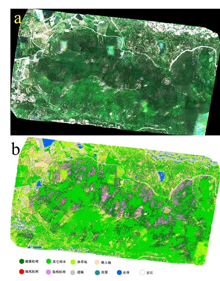 松林线虫病染病树木无人机高光谱和多光谱遥感监测